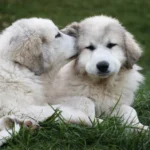 Štěňata pyrenejského horského psa - Bella a Berry