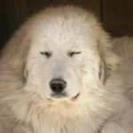 Pyrenejský horský pes spí - Bella