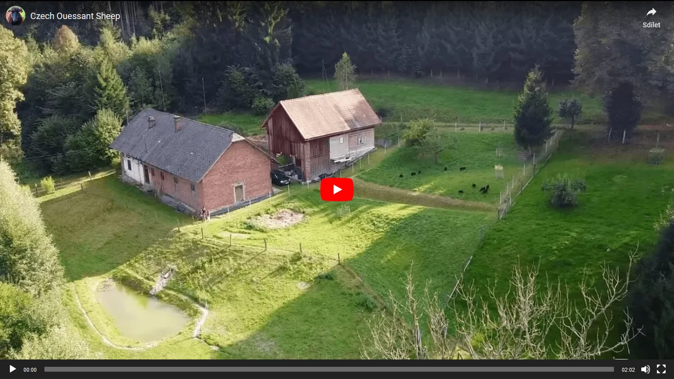 Ouessant.cz - video o naší farmě